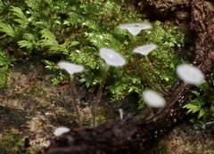 Gloiocephala
