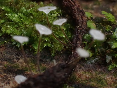 Gloiocephala