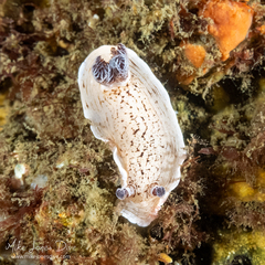 Aphelodoris varia