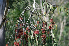 Amyema pendula