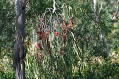 Amyema pendula