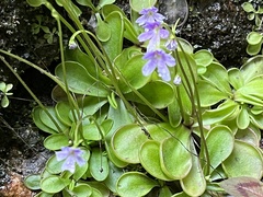 Pinguicula emarginata