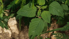 Ocyptamus cylindricus