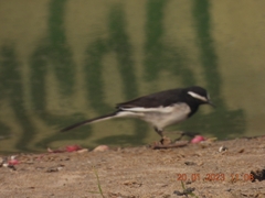 Motacilla maderaspatensis
