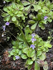 Pinguicula emarginata