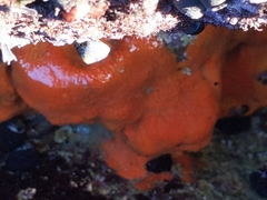 Botrylloides violaceus