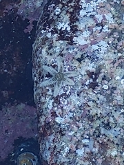 Leptasterias hexactis