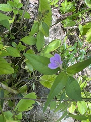 Justicia periplocifolia