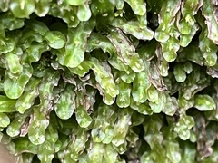 Pallavicinia