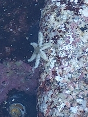 Leptasterias hexactis