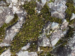 Schistidium maritimum