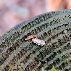 Anthocoridae