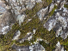 Schistidium maritimum