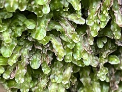 Pallavicinia
