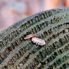 Anthocoridae