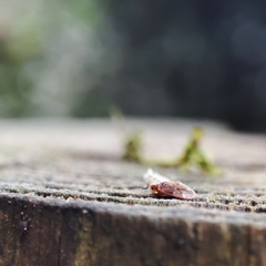 Anthocoridae