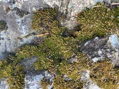 Schistidium maritimum