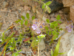 Phacelia cryptantha