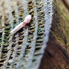 Anthocoridae