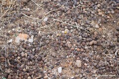 Oryctolagus cuniculus