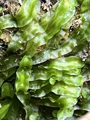 Pallavicinia