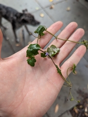 Cymbalaria muralis