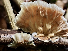 Cymatoderma dendriticum