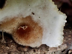 Cymatoderma dendriticum