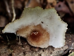 Cymatoderma dendriticum