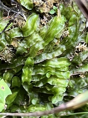 Pallavicinia