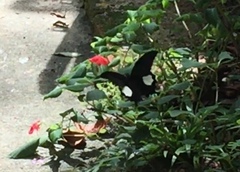 Papilio iswara