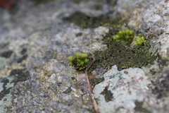 Ulota crispa