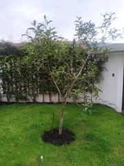 Chionanthus pubescens