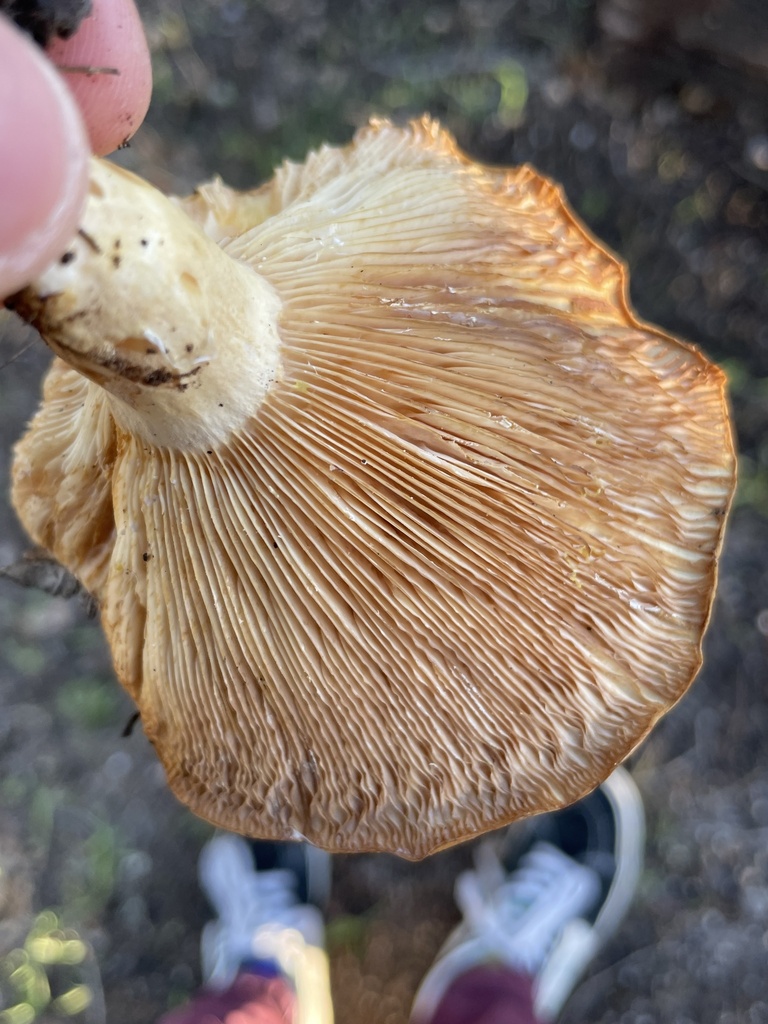 golden milkcap from Morris Dill Tennis Courts Pacific Grove CA US on
