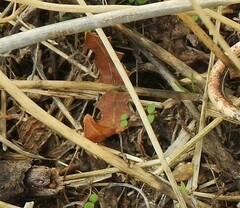 Biserrula pelecinus