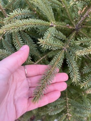 Picea glauca