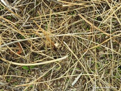 Biserrula pelecinus