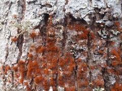 Trentepohlia