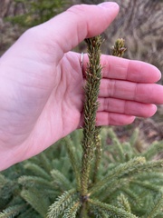 Picea glauca