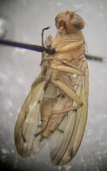 Suillia quinquepunctata