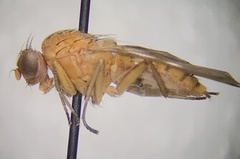 Suillia quinquepunctata