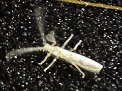 Entomobrya unostrigata