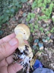 Lepiota magnispora