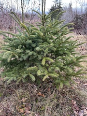 Picea glauca