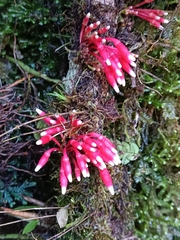 Cavendishia bracteata