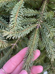 Picea glauca