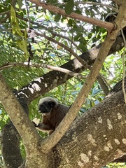 Saguinus oedipus