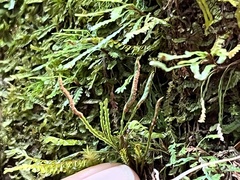 Cochlidium serrulatum