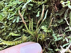 Cochlidium serrulatum