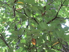 Sterculia mexicana